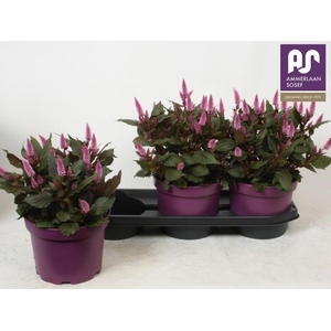 CEL WILD PINK