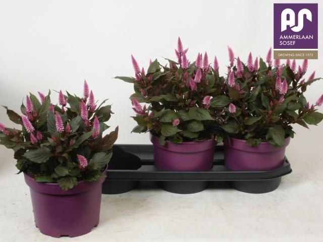 <h4>CEL WILD PINK</h4>