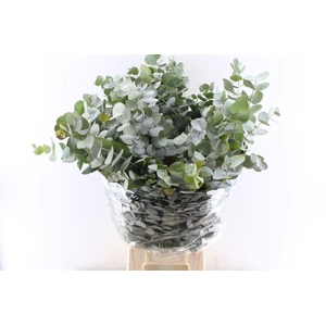 EUC CINEREA PER BOS