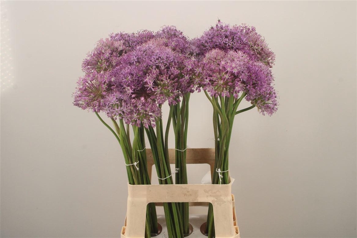 <h4>Allium Kleinbloemig</h4>