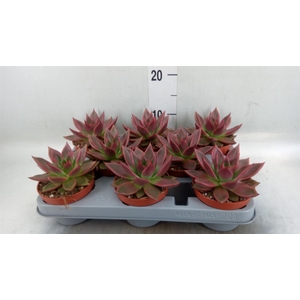 Echeveria   ...