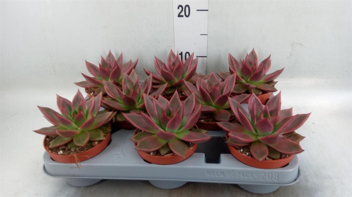 <h4>Echeveria   ...</h4>