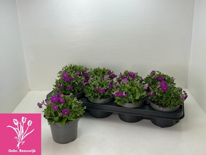 <h4>AUBR GRACILIS</h4>