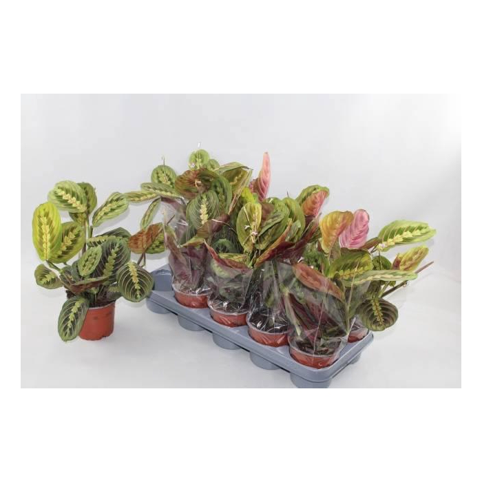 <h4>MARANTA FASCINATOR</h4>