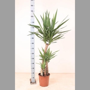 YUCCA