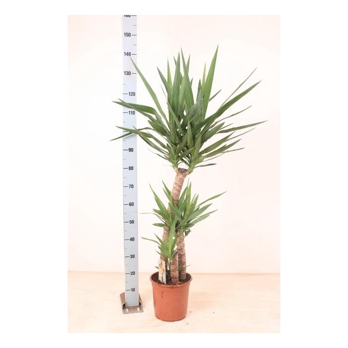 <h4>YUCCA</h4>