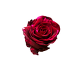 R Gr Red Panther Red 80cm EC