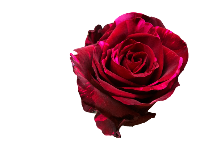R Gr Red Panther Red 80cm EC