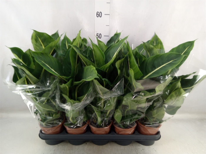 Dieffenbachia  'Green Magic'