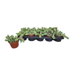 SEDUM BURRITO