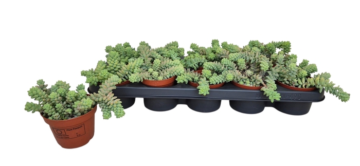 <h4>SEDUM BURRITO</h4>