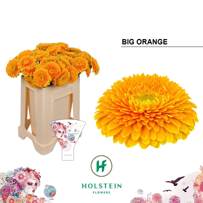 <h4>Gerbera Pomponi Big Orange</h4>