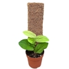 Overig planten Rhaphidophora Korthalsii Aurea