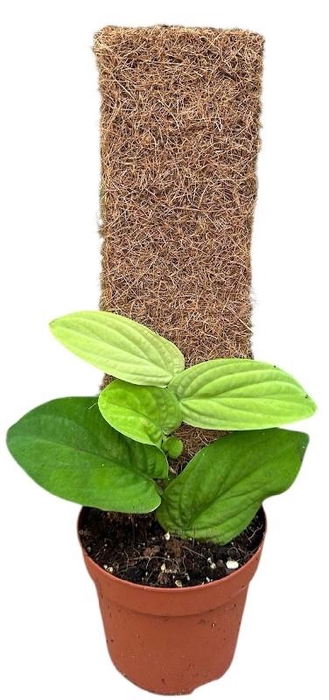 Overig planten Rhaphidophora Korthalsii Aurea