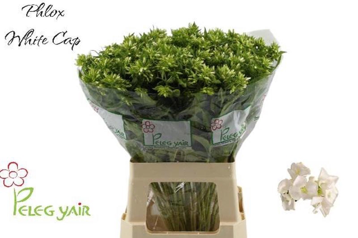 <h4>Phlox Whitecap Peleg Yair</h4>