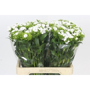 DI BARB DOBLINO WHIT