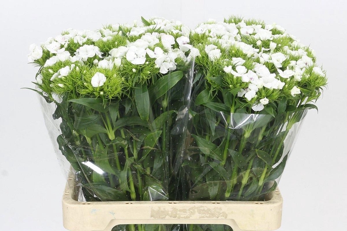 <h4>DI BARB DOBLINO WHIT</h4>