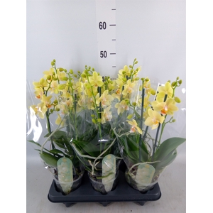 Phalaenopsis multi. 'Ant Livorno'
