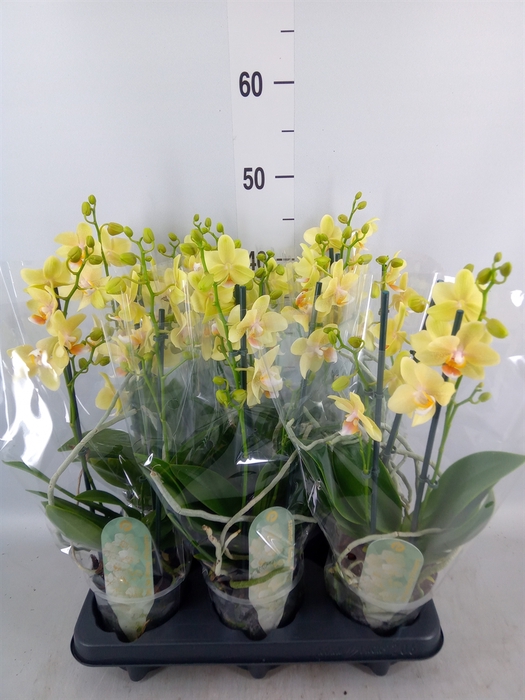 <h4>Phalaenopsis multi. 'Ant Livorno'</h4>