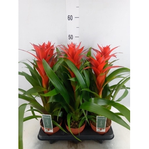 Guzmania 'Ostara'