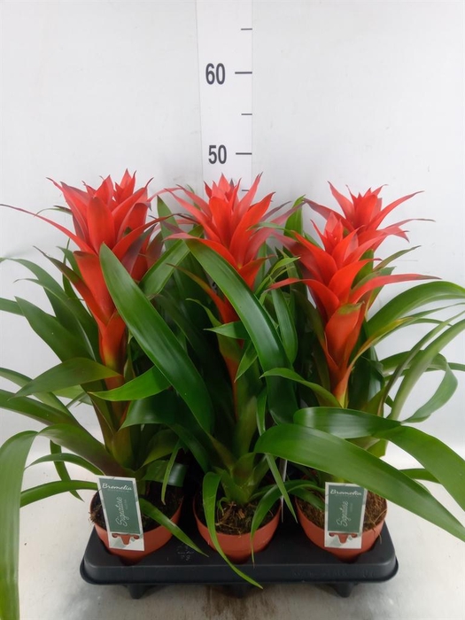 <h4>Guzmania 'Ostara'</h4>