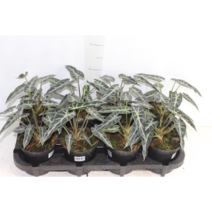 ALOCASIA PICOLLINI P12