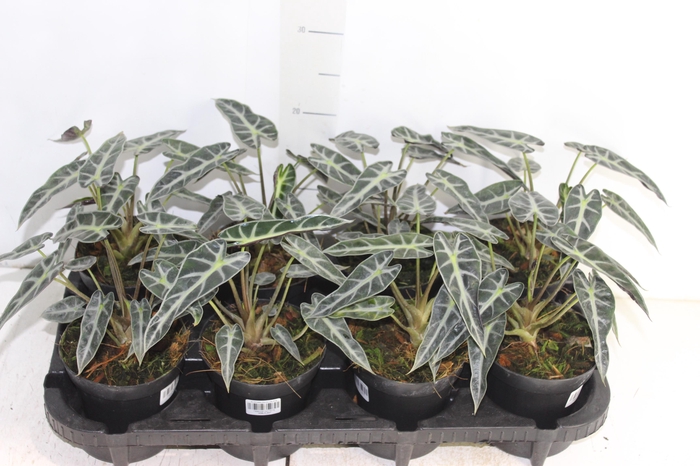 <h4>ALOCASIA PICOLLINI P12</h4>