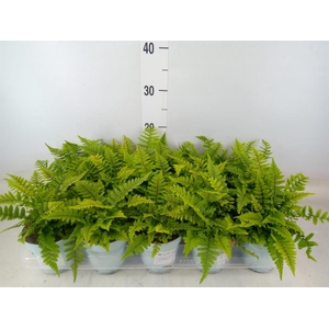 Dryopteris affinis