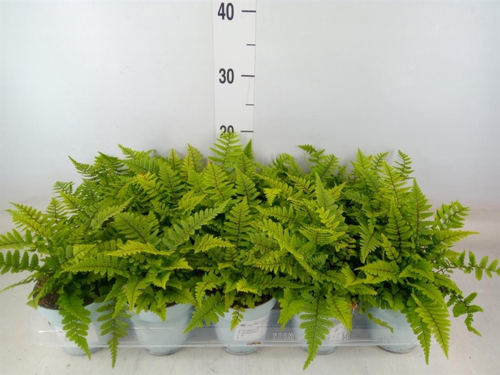 <h4>Dryopteris affinis</h4>