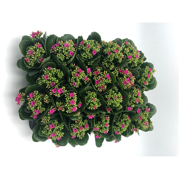 <h4>Kalanchoe paars 6 cm</h4>