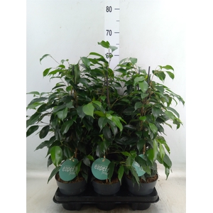 Ficus benja. 'Danielle'