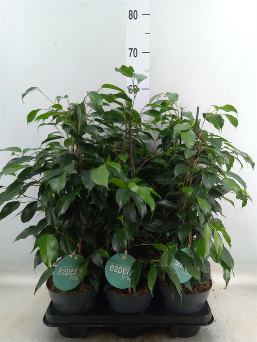 <h4>Ficus benja. 'Danielle'</h4>