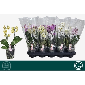 PHAL MF GEM 4 KL