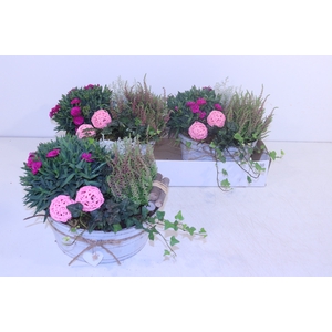 ARR TUINPLANTEN