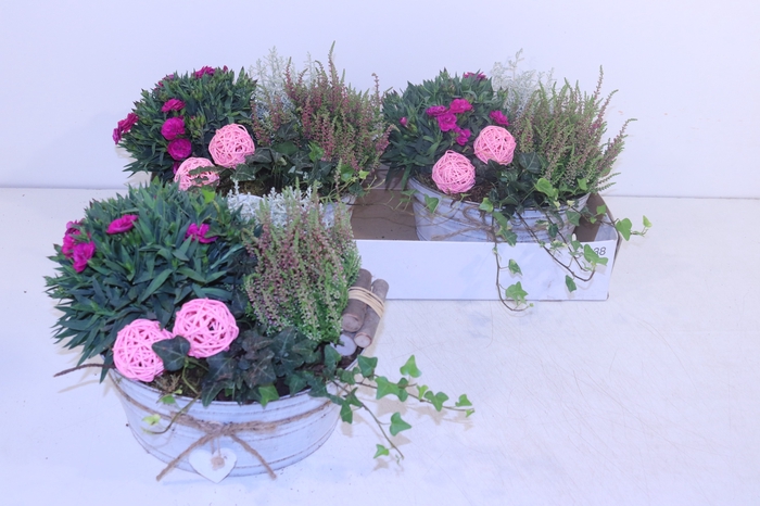 <h4>ARR TUINPLANTEN</h4>