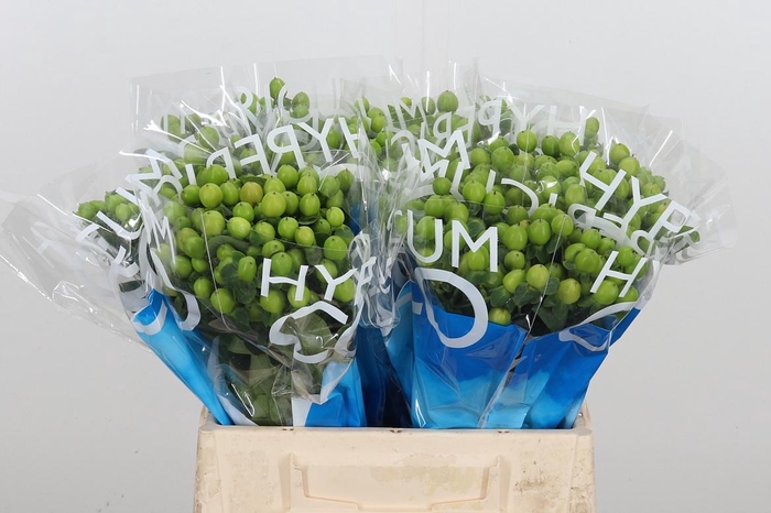 <h4>Hyp Coco Bamboo</h4>