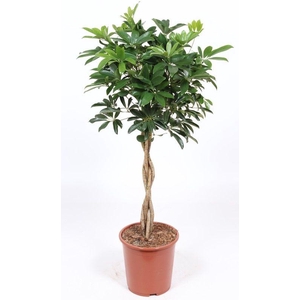 Schefflera arboricola 'Compacta'