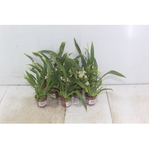 ORQUIDEAS VARIADA P06