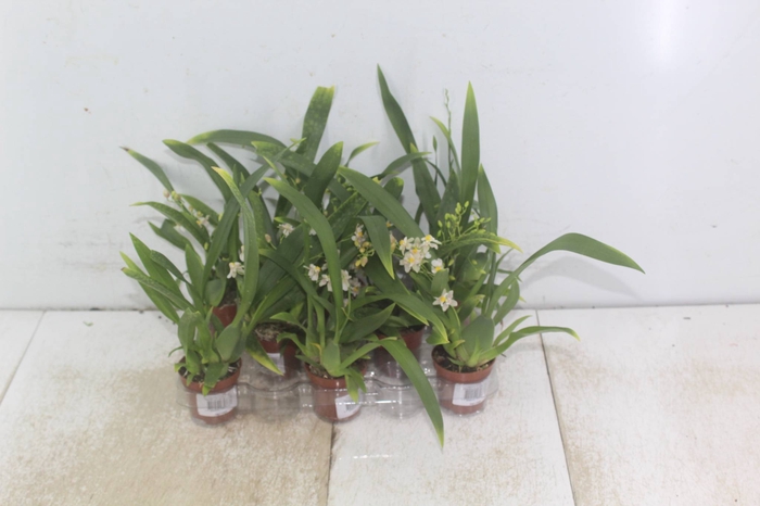 ORQUIDEAS VARIADA P06