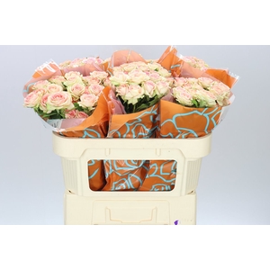 Rosa Tr Azore X5
