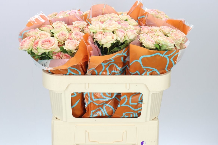 <h4>Rosa Tr Azore X5</h4>