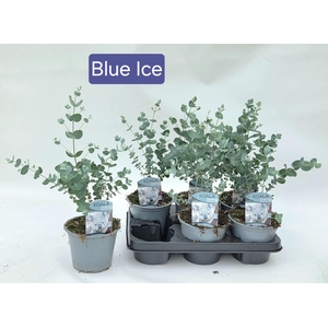 EUCAL GU BLUE ICE