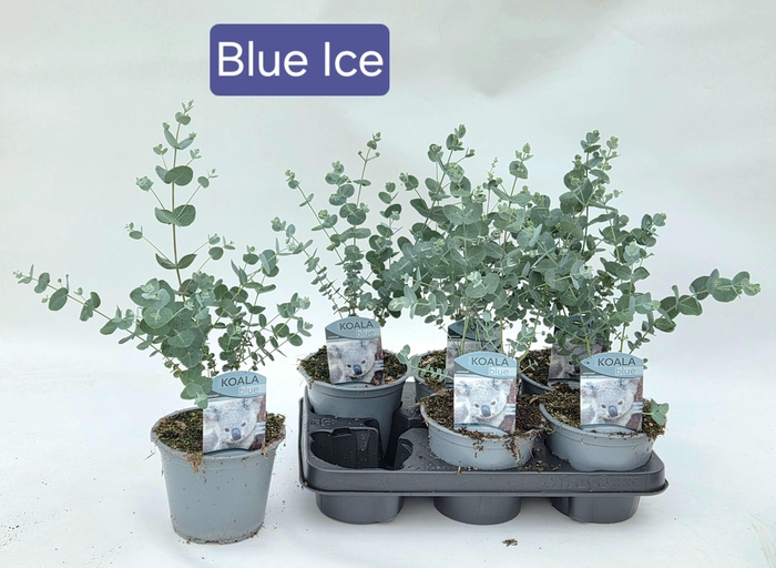 <h4>EUCAL GU BLUE ICE</h4>