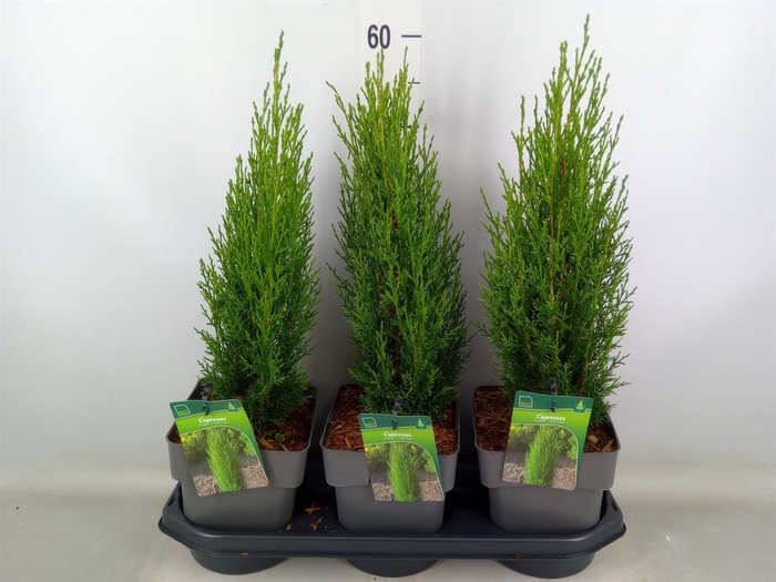 <h4>Conifers   ...</h4>
