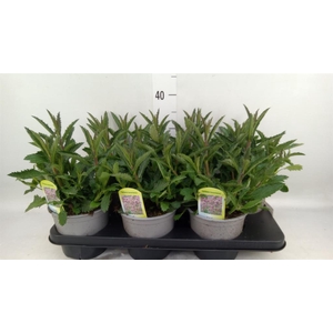 Verbena bonariensis