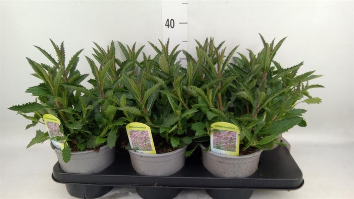 <h4>Verbena bonariensis</h4>