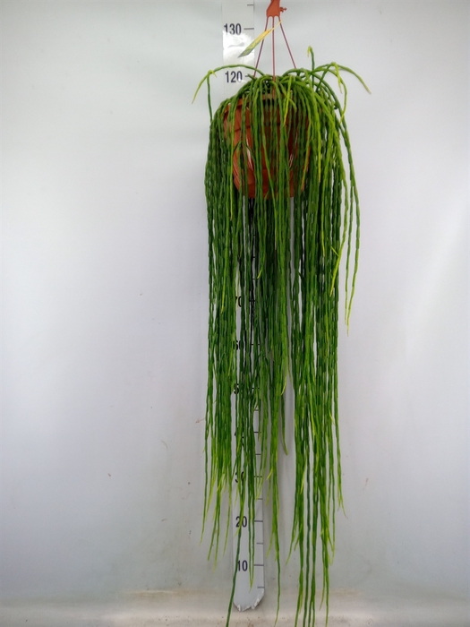 <h4>Rhipsalis paradoxa</h4>