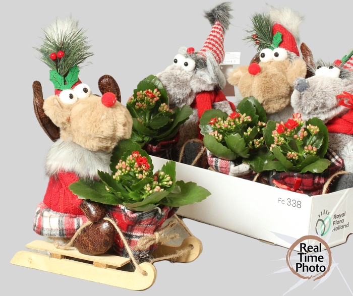 <h4>ARR KAMERPL</h4>