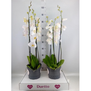Phalaenopsis  'Ant Oxford'