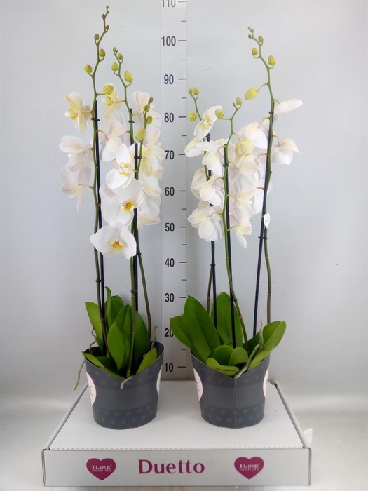 <h4>Phalaenopsis 'Ant Oxford'</h4>